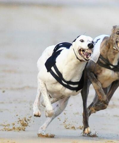 Nottingham Greyhounds